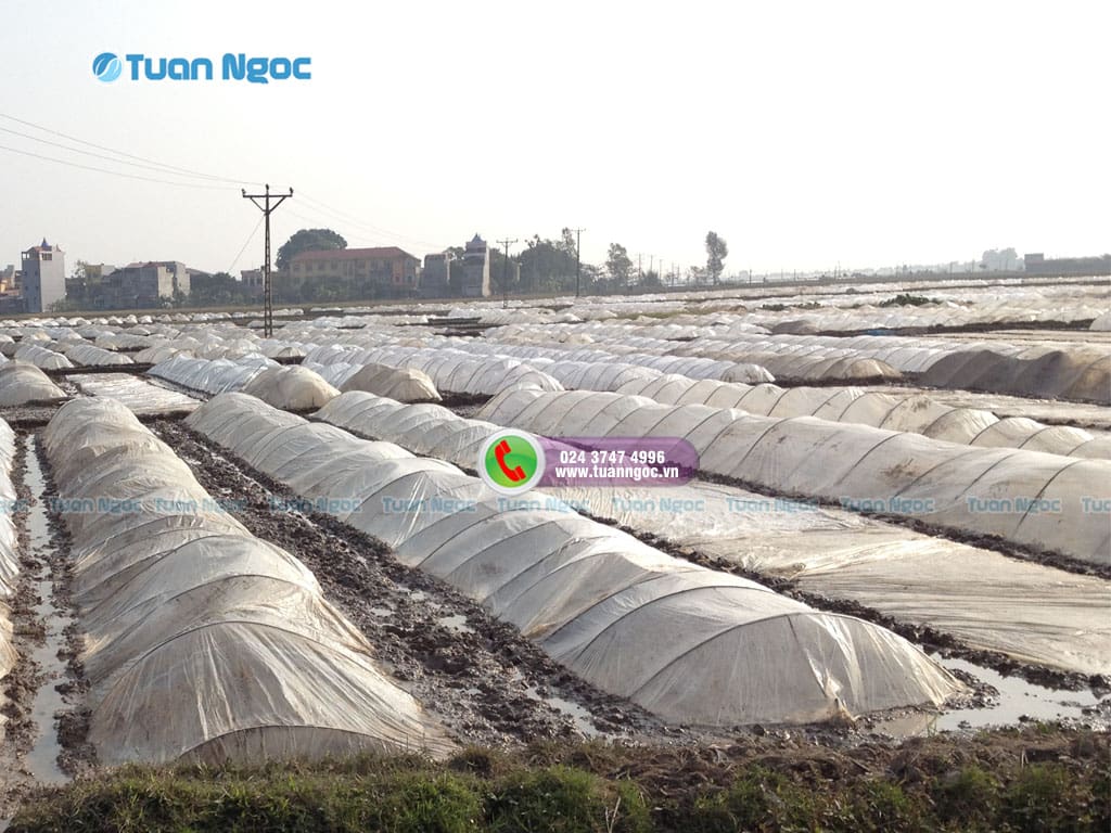 Những bất cập khi che phủ ni lông cho cây trồng